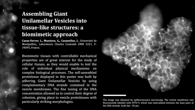 Thumbnail image for poster 'Assembling Giant Unilamellar Vesicles into tissue-like structures: a biomimetic approach'