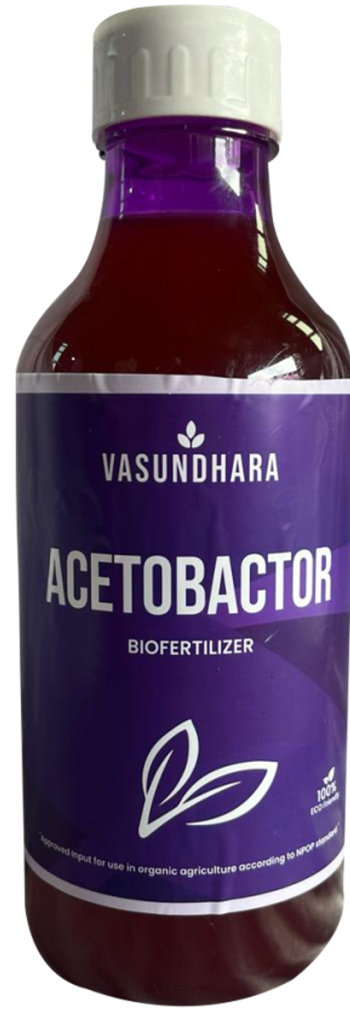 Vasundhara Acetobactor
