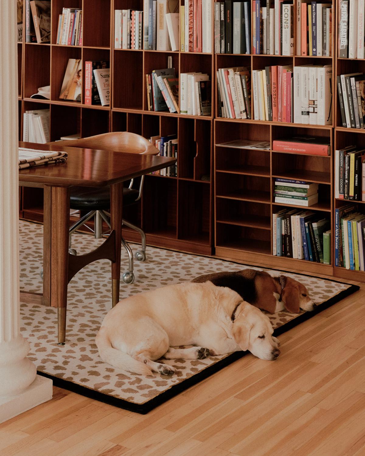 Mjuka ullmattan Gild 03 fotograferad med två hundar i ett kontor med ett skrivbord i trä och en bokhylla.