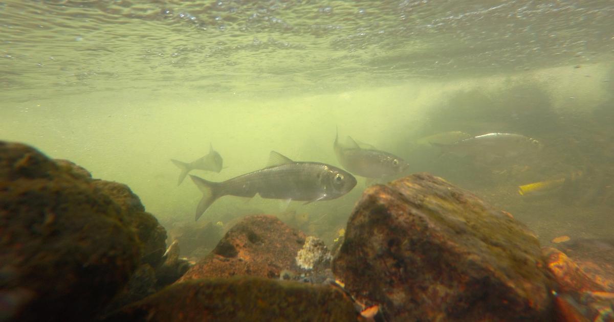 Wild River: Exploring the Ecology of the Hudson