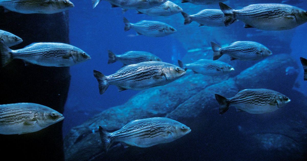 Riverkeeper helps secure key safeguards for striped bass
