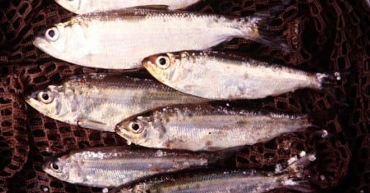 They treat our fish like trash. Help us stop them