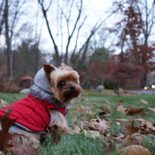 Candy the yorkie