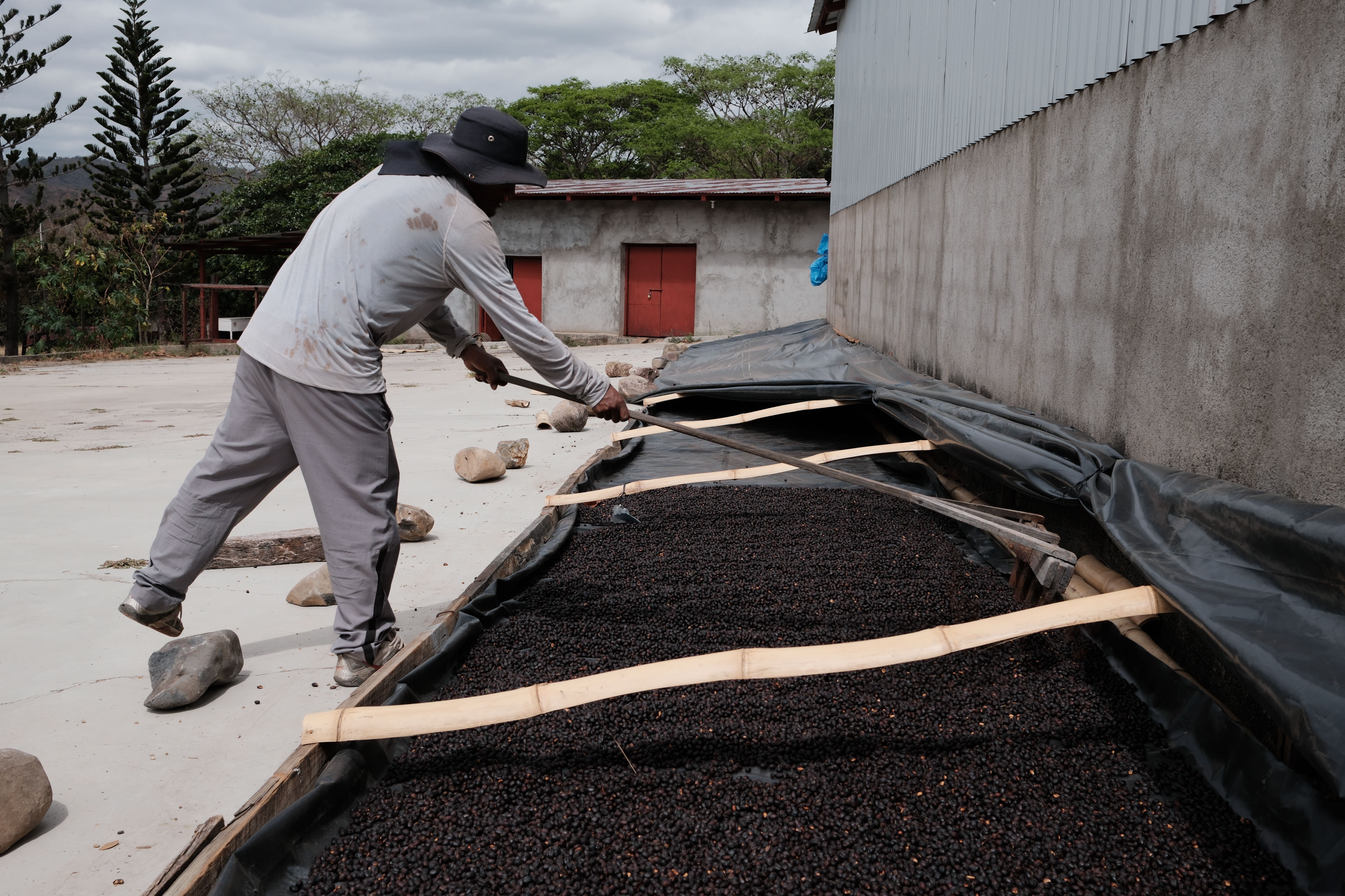 ニカラグア エル ポルべニール | Allpress Coffee Roasters | Allpress