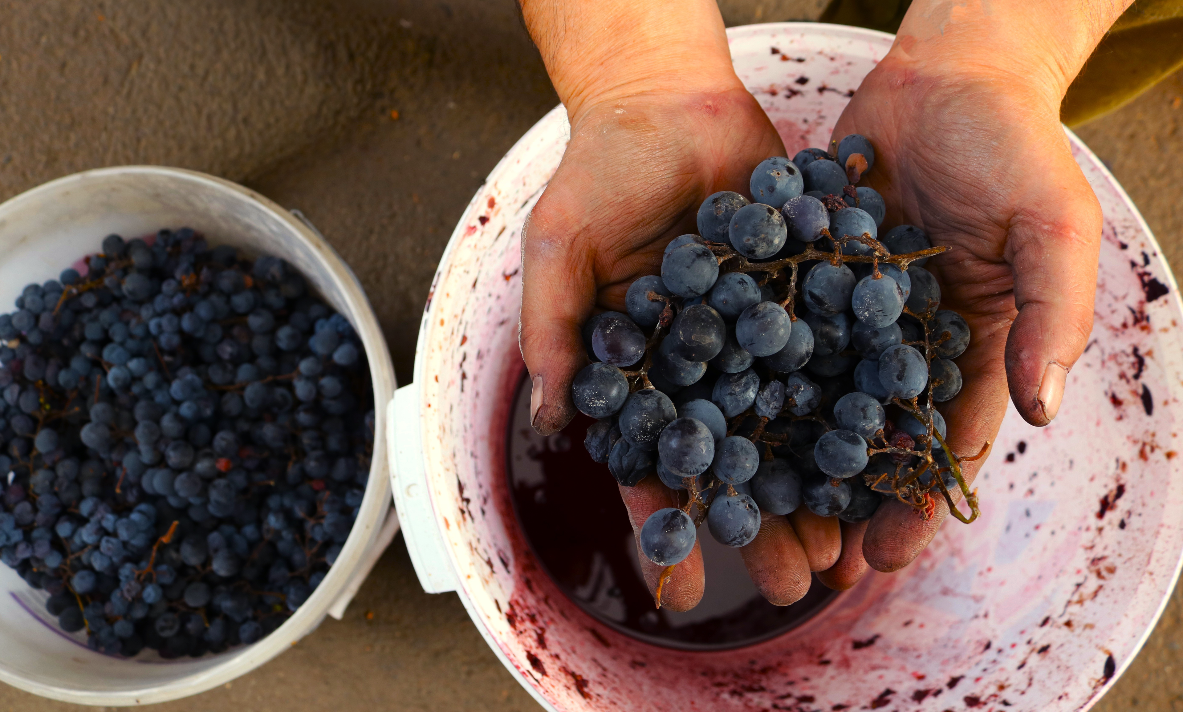 a man holding purple grapes for winemaking over a white bucket