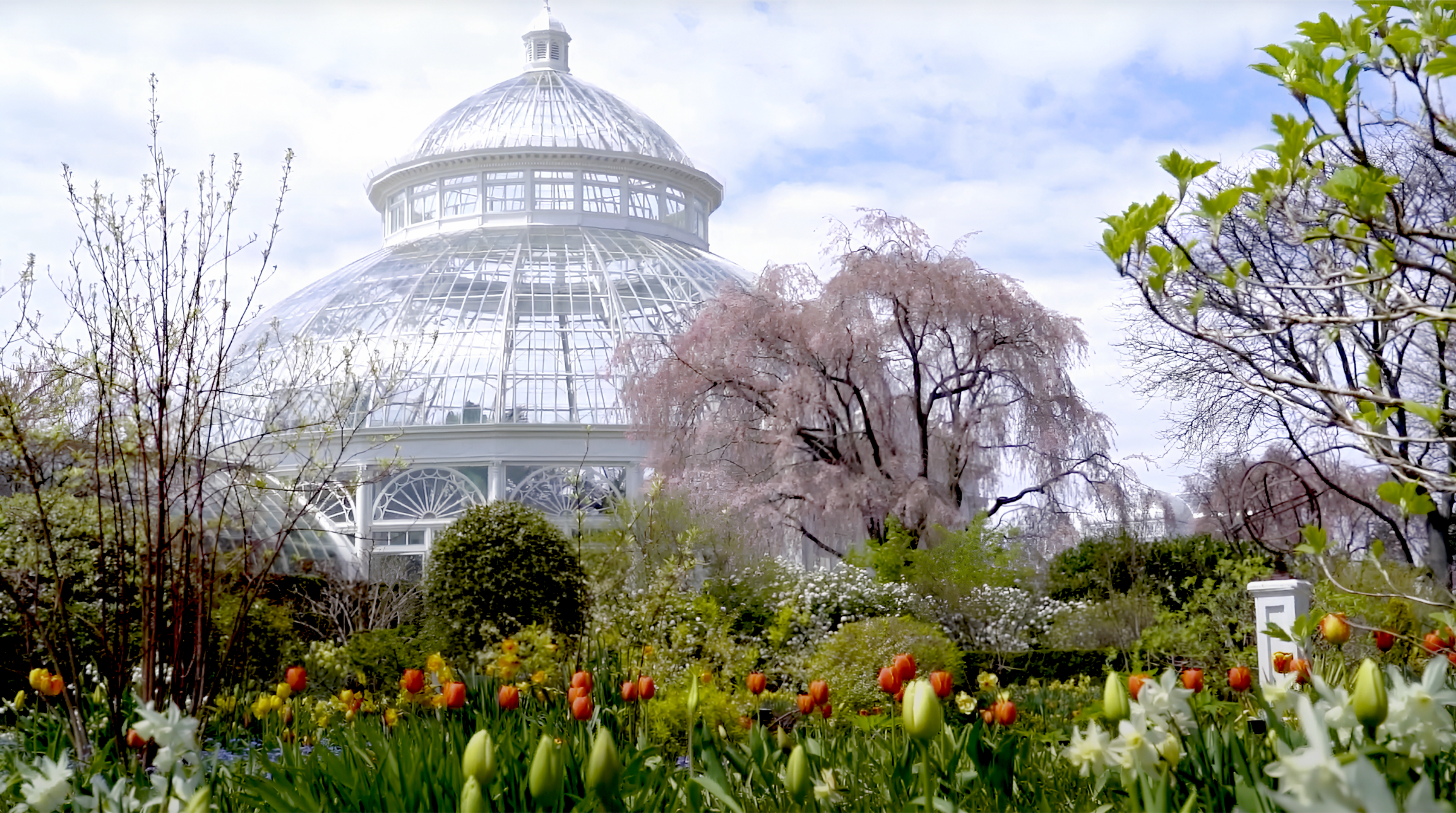 tulips outside of the new york botanical garden