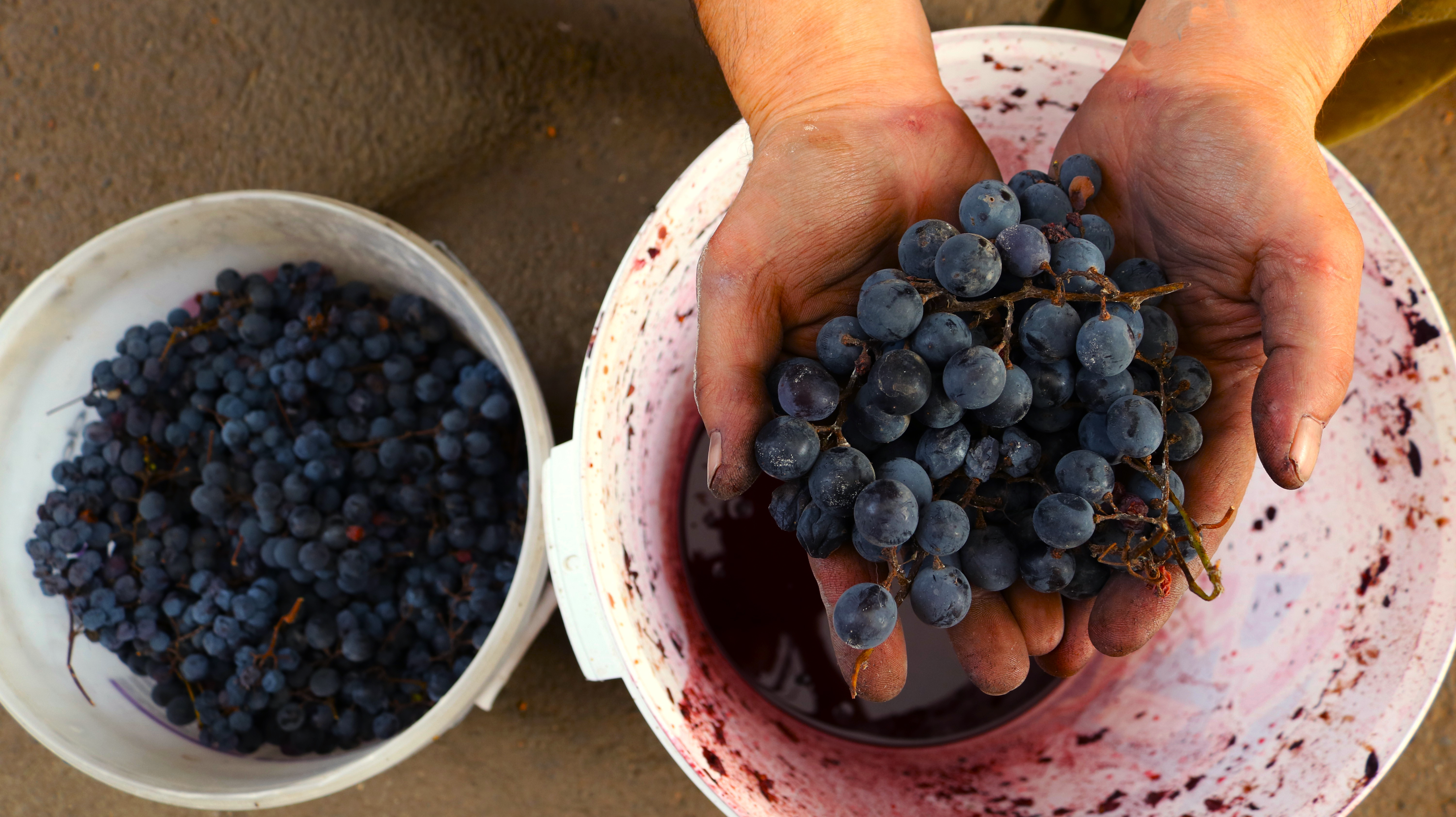a man holding purple grapes for winemaking over a white bucket