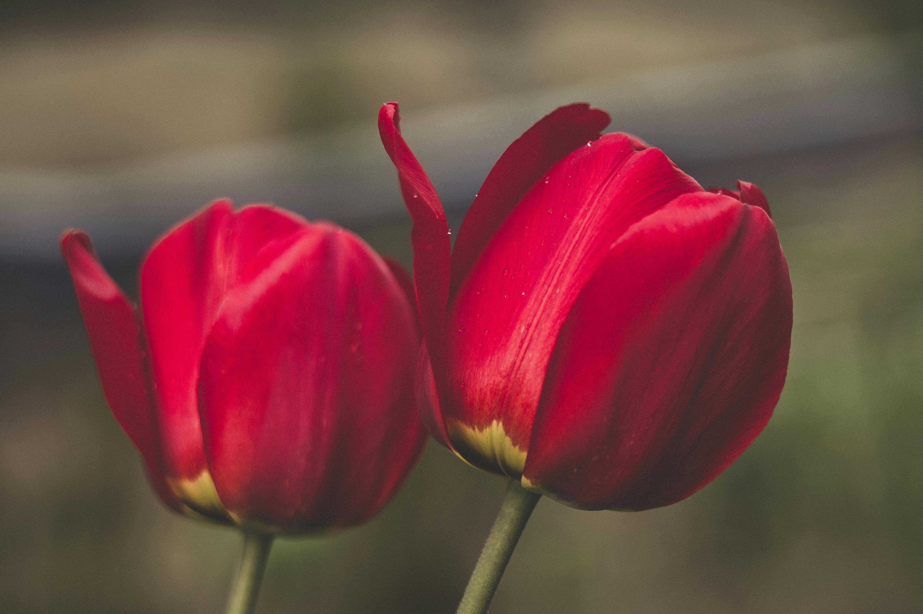 Two tulips