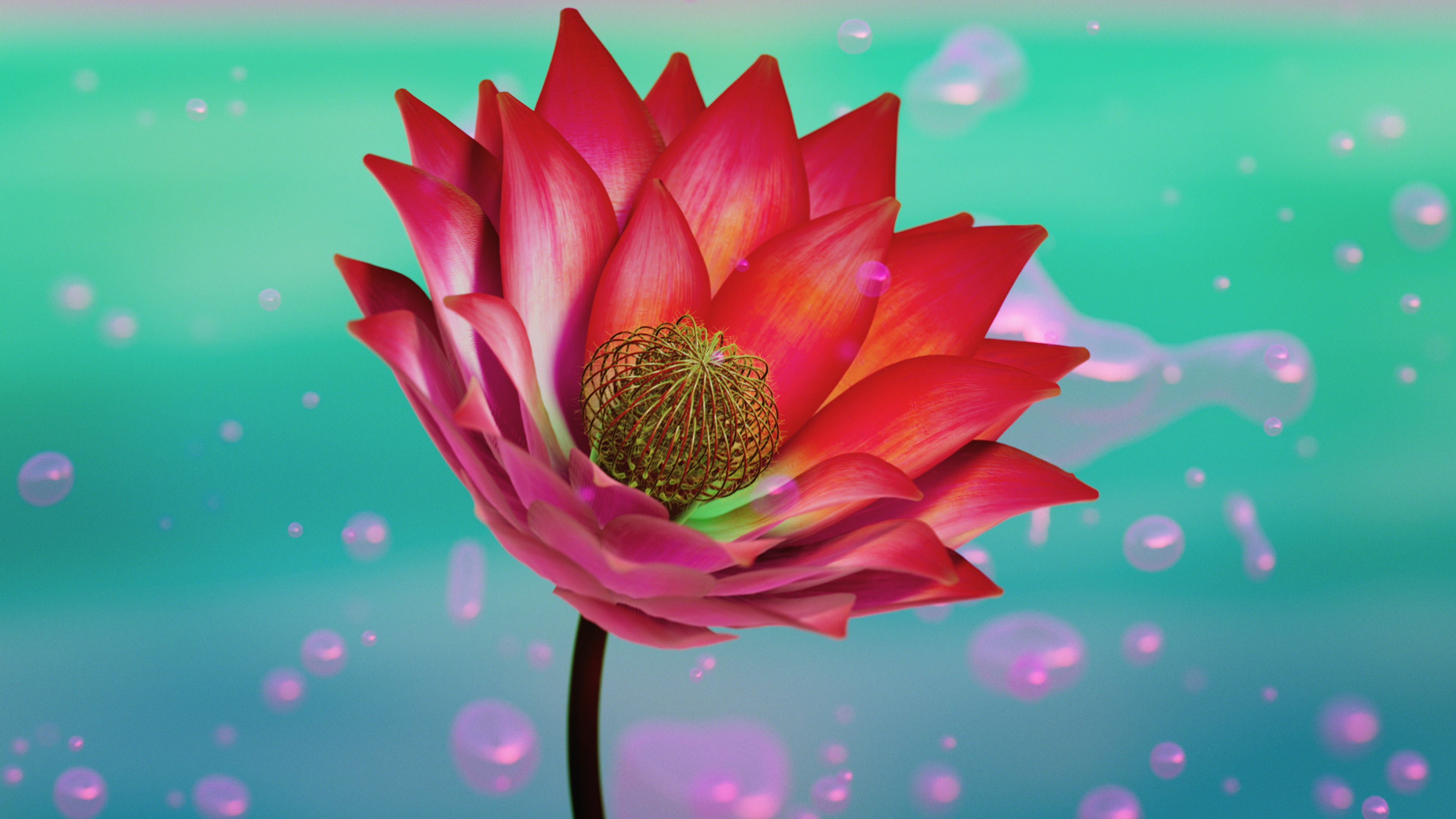 Lotus flower