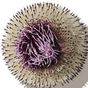 Milk Thistle