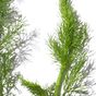 Fennel Seed