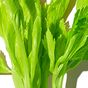 Celery Juice Powder