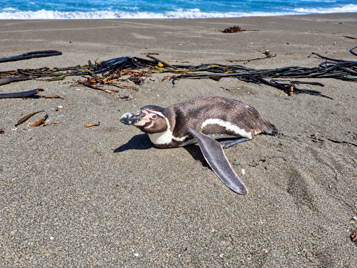 Pingüinos, lobos marinos y otras especies: qué hacer al encontrar fauna silvestre en problemas