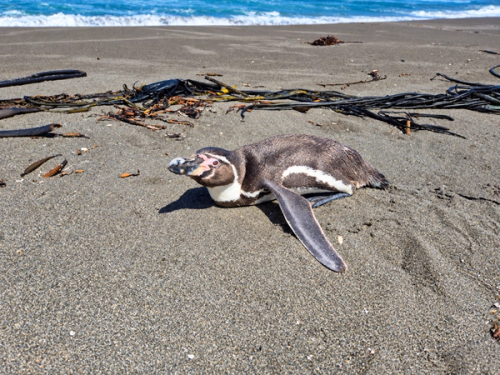 Pingüinos, lobos marinos y otras especies: qué hacer al encontrar fauna silvestre en problemas