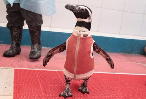 De Chile al mundo: los pingüinos con body de cobre que se convirtieron en fenómeno internacional