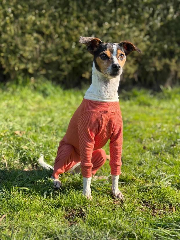 Dermatitis, alergias y heridas: el desafío diario de los veterinarios que una innovación chilena busca aliviar