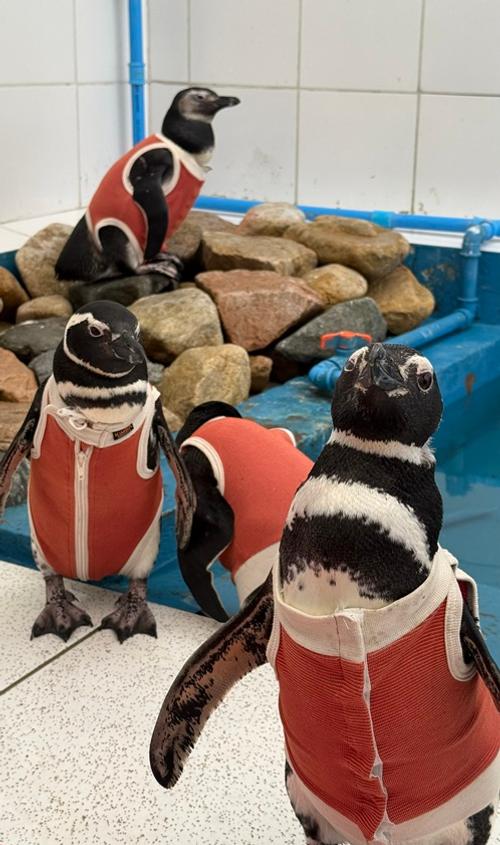 Del cuidado de mascotas a la conservación marina: adaptan tecnología chilena para rehabilitar pingüinos