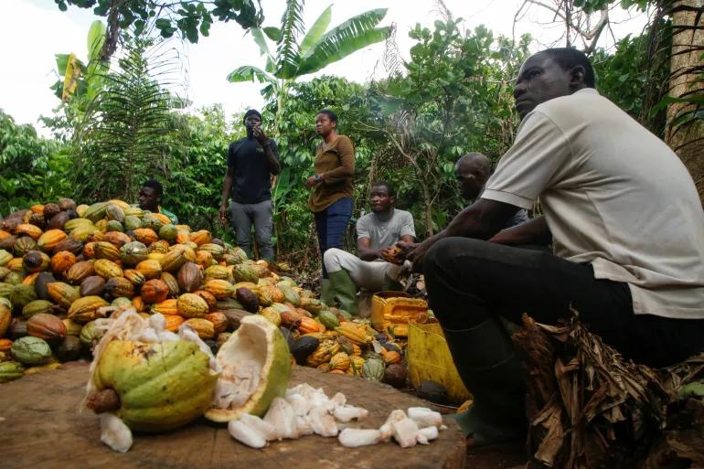 Ivorian Farmers sit around a heap of freshly harvested Cocoa fruits