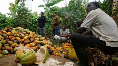 Ivorian Farmers sit around a heap of freshly harvested Cocoa fruits