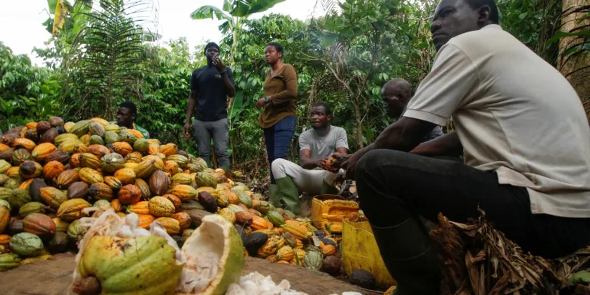 Ivorian Farmers sit around a heap of freshly harvested Cocoa fruits