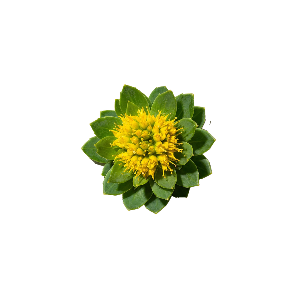 Green rosette-shaped plant with a cluster of small yellow flowers at its center.