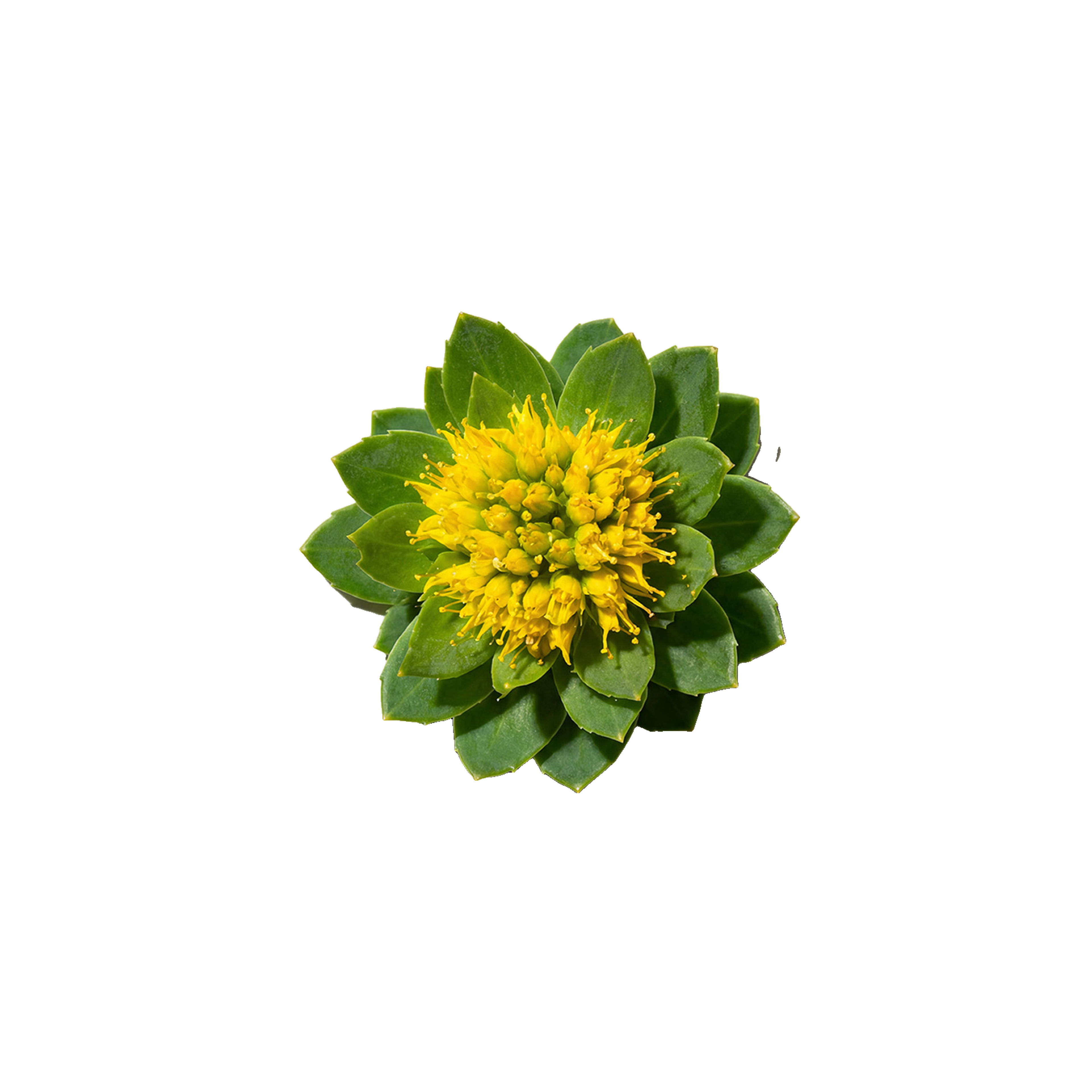 Green rosette-shaped plant with a cluster of small yellow flowers at its center.