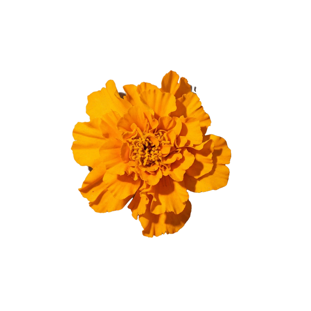 Bright orange flower with many layered petals, used as an ingredient illustration.