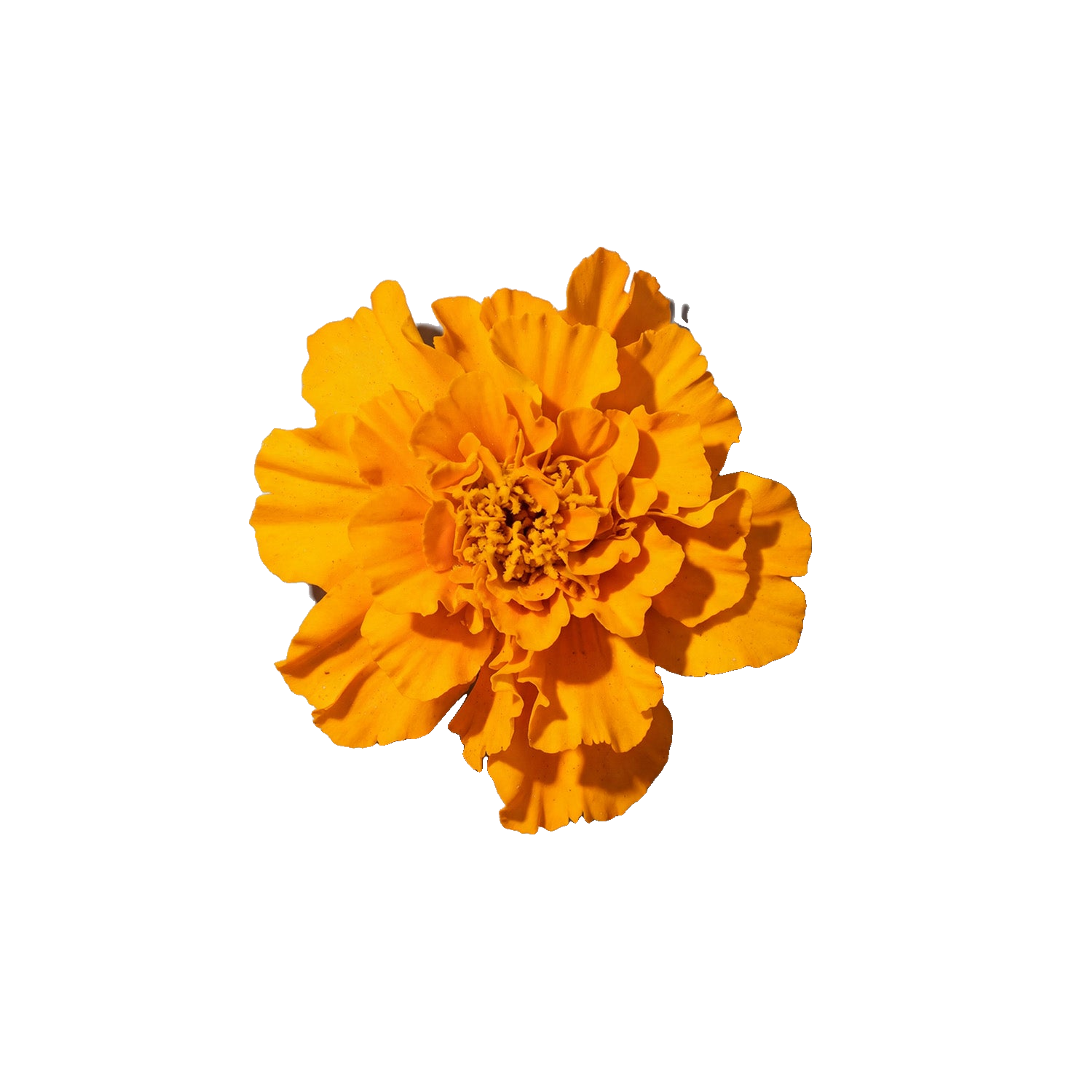 Bright orange flower with many layered petals, used as an ingredient illustration.