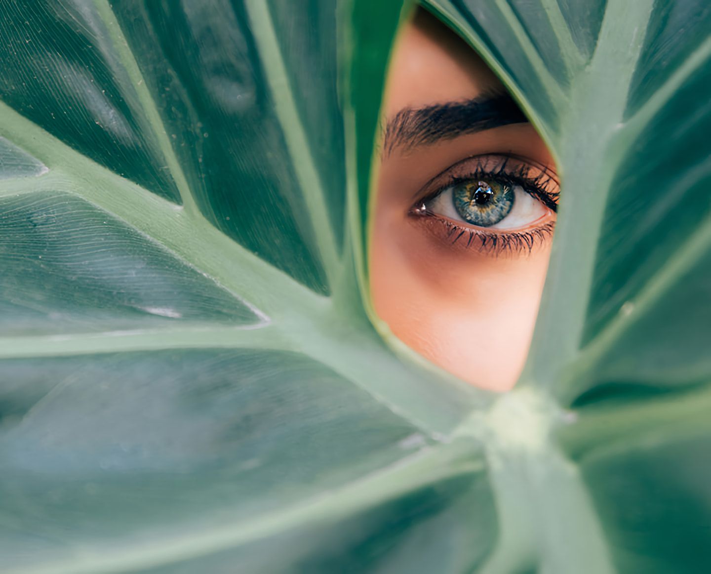 Close-up of a person’s blue-green eye peering through large green leaves.