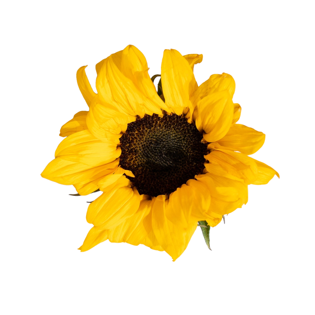 Yellow sunflower with a dark brown center