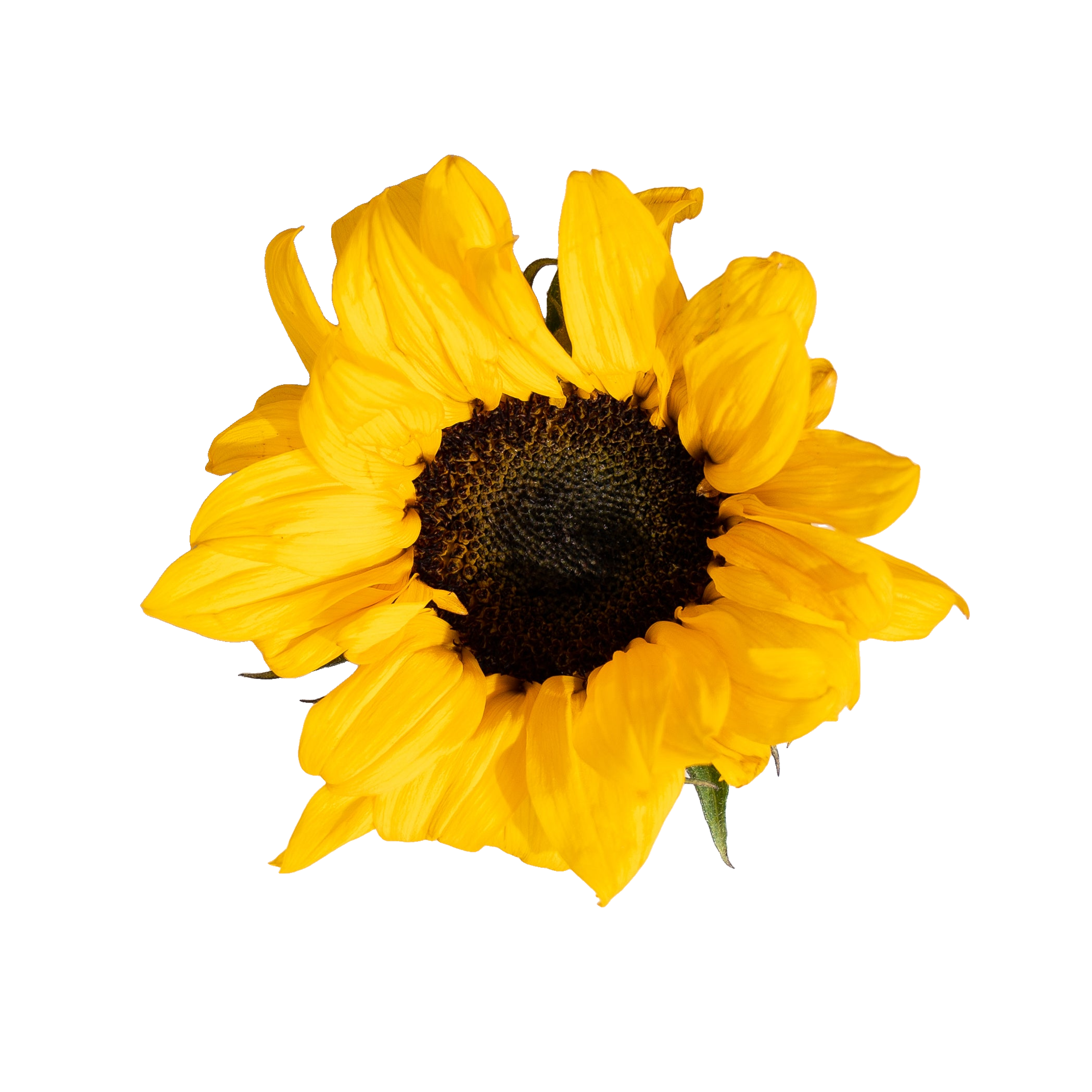 Yellow sunflower with a dark brown center