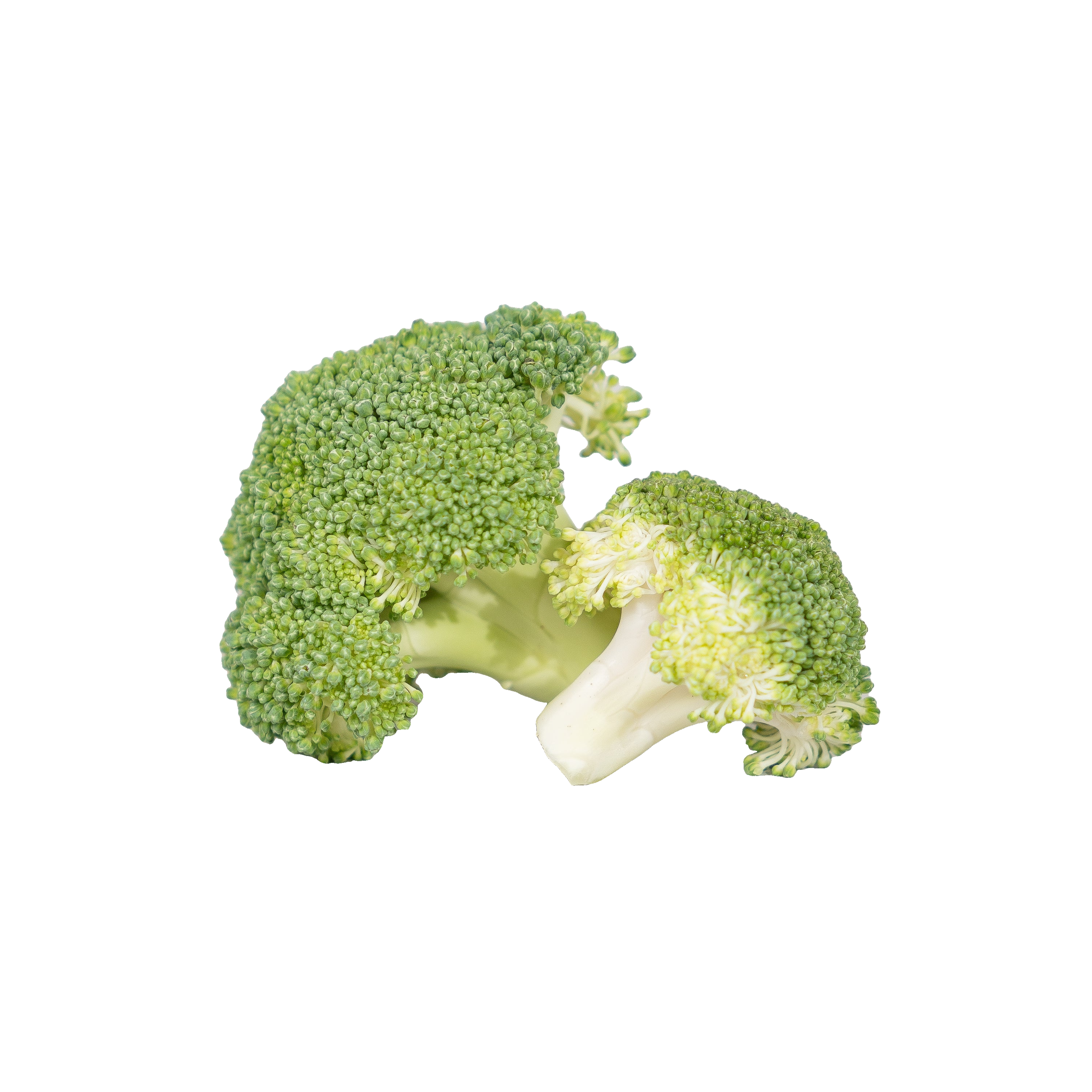 Two green broccoli florets, illustrating the broccoli seed extract ingredient.