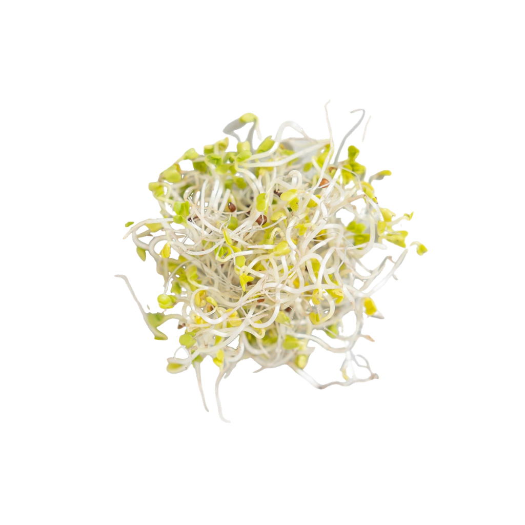 Cluster of pale sprouts with small yellow-green tips, illustrating a plant ingredient.