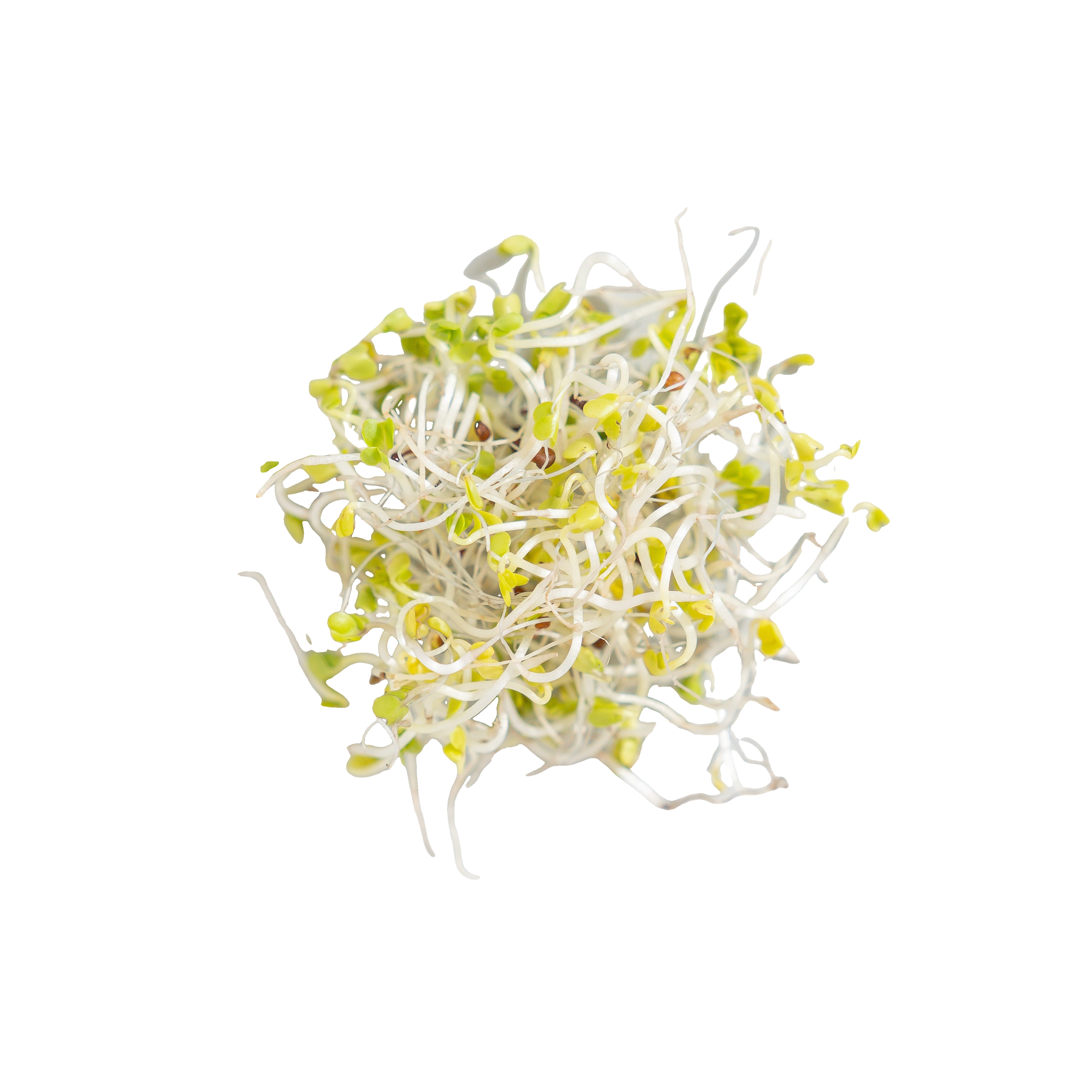 Cluster of pale sprouts with small yellow-green tips, illustrating a plant ingredient.