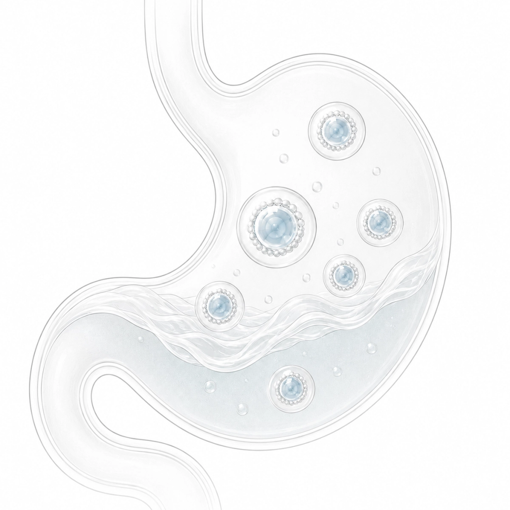 Illustration of a stomach containing blue-centered liposome-like particles suspended in fluid.