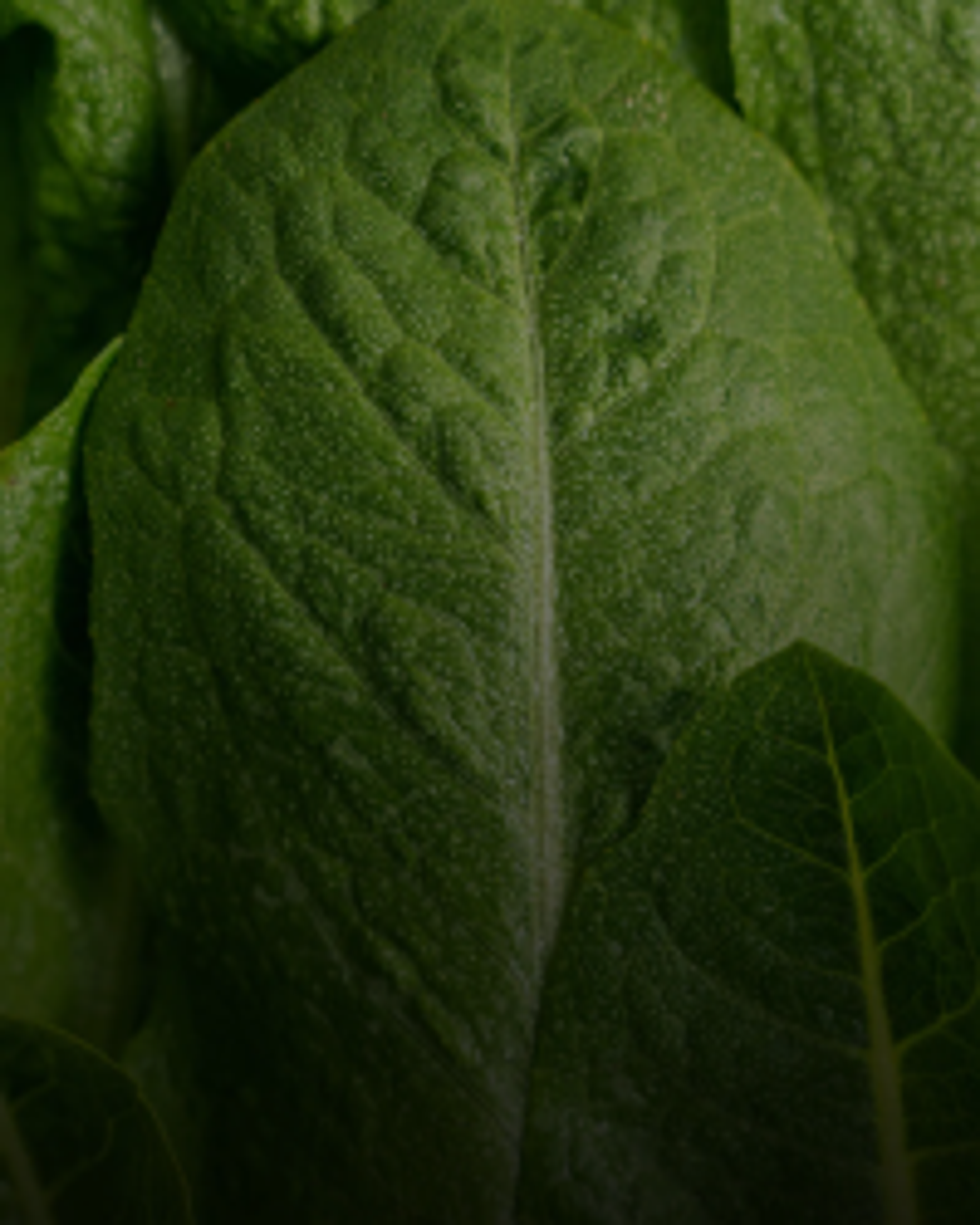Close-up of overlapping dark green leaves with visible veins.