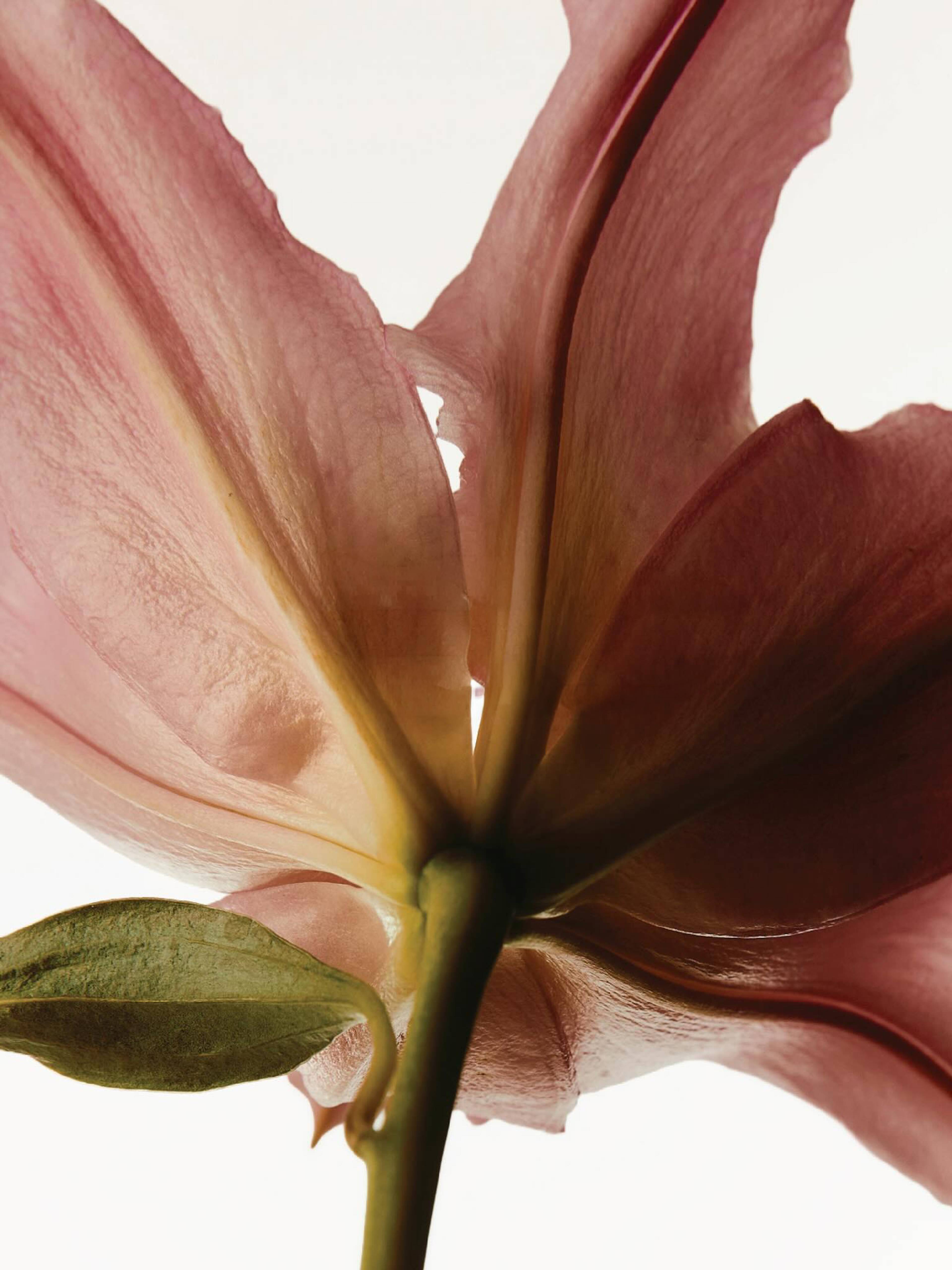 Close-up of a pink flower with a green stem and leaf, used as the subscription promotion card image.