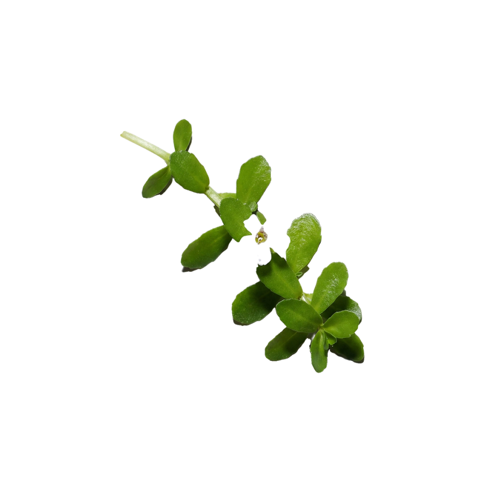Green leafy plant sprig illustrating a botanical ingredient.