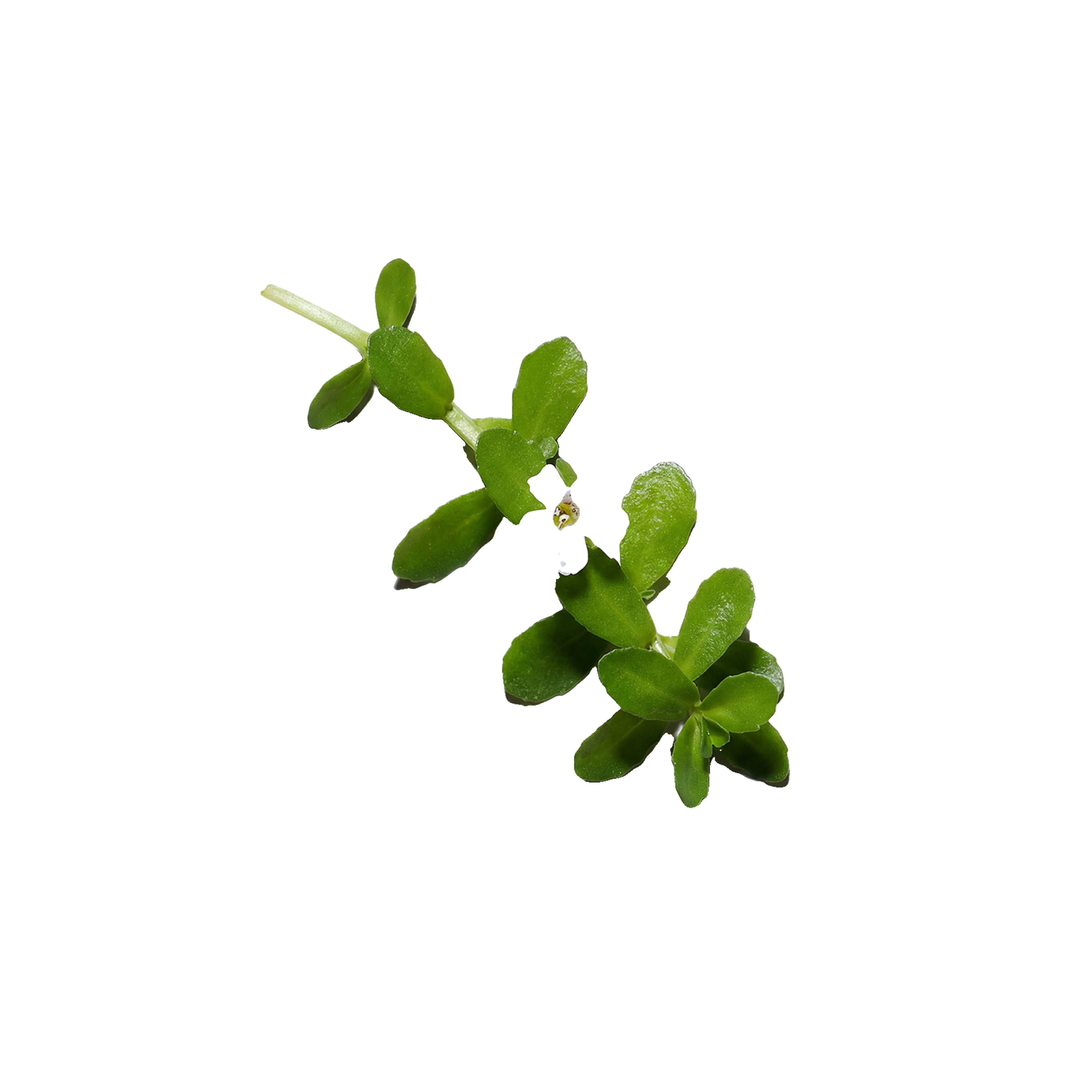 Green leafy plant sprig illustrating a botanical ingredient.