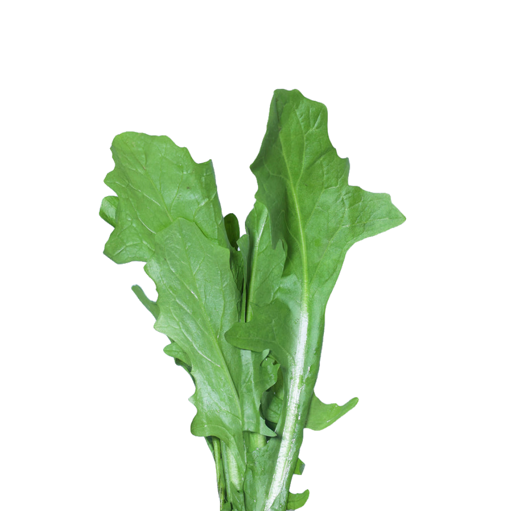 A cluster of green leaves with toothed edges and visible stems.