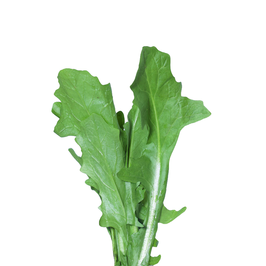A cluster of green leaves with toothed edges and visible stems.