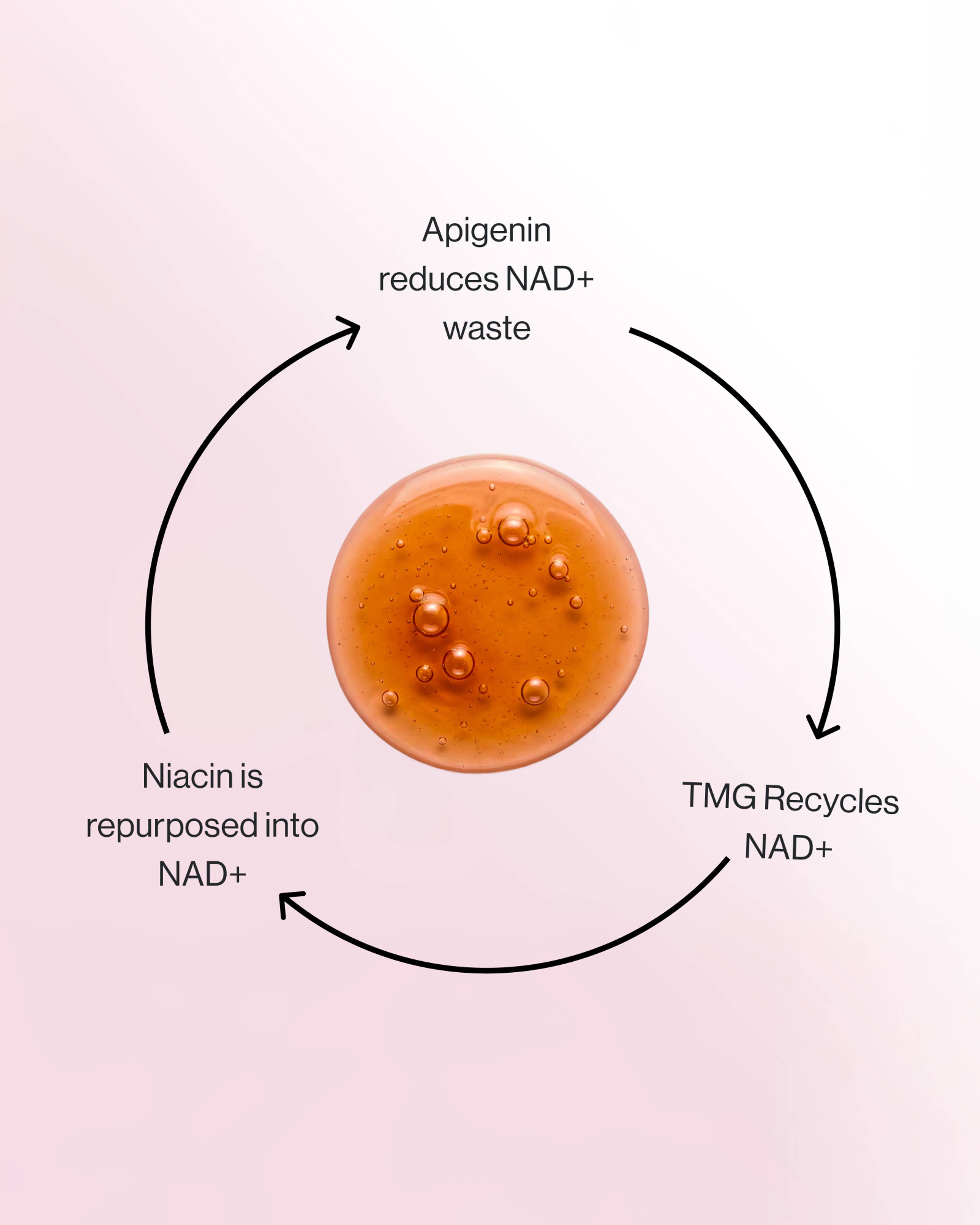 Circular NAD+ pathway diagram linking apigenin, TMG, and niacin around a central orange sphere.