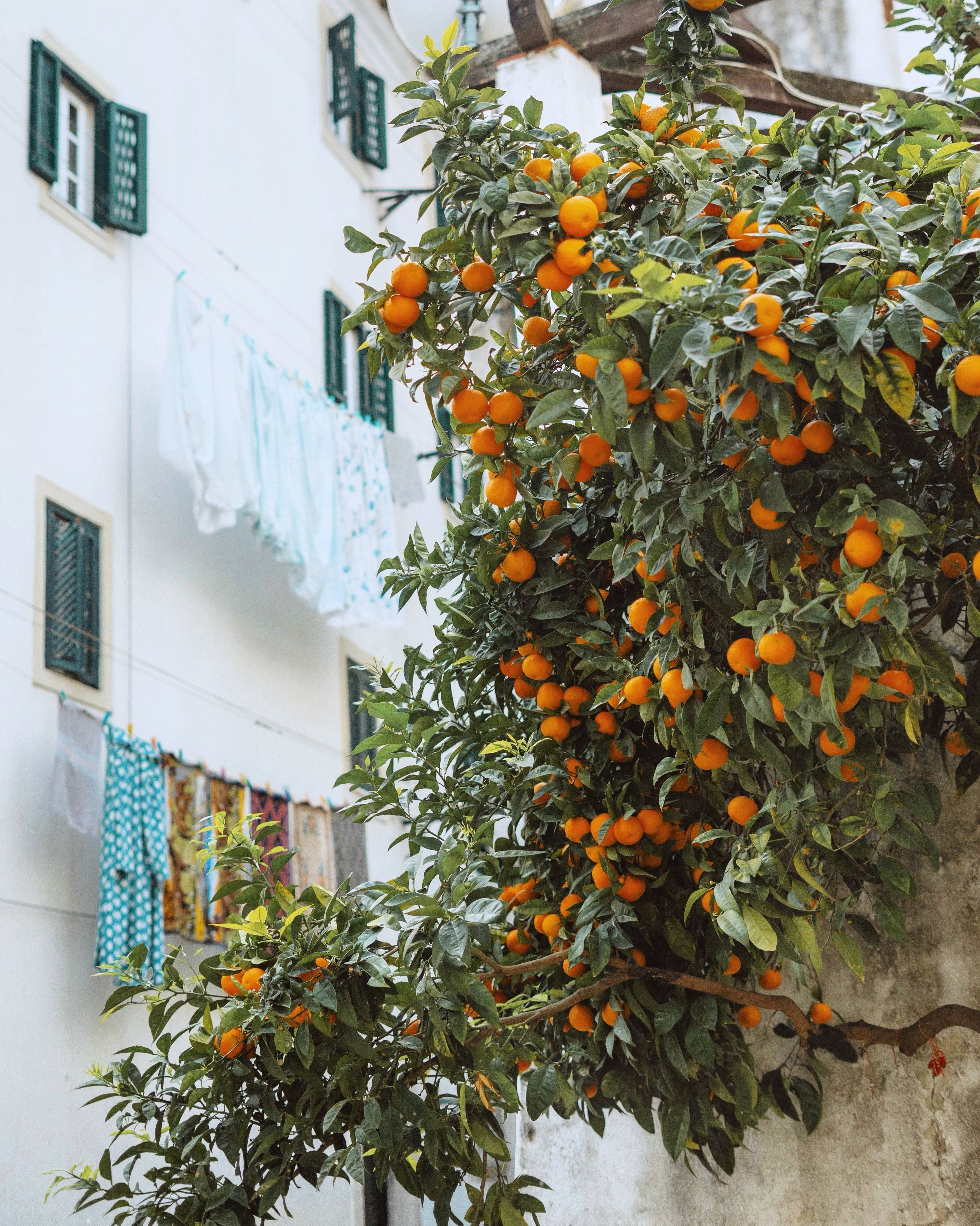 Orange tree laden with fruit beside a white building with laundry hanging outside.