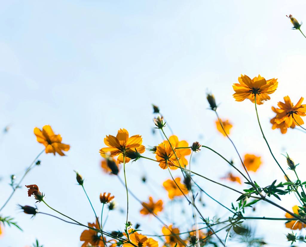 Orange wildflowers on slender green stems against a pale blue sky.