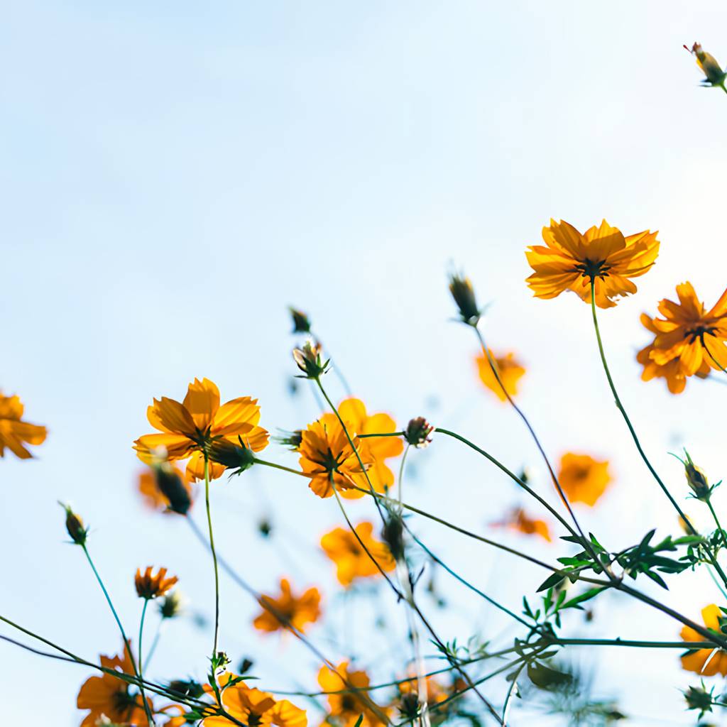 Orange wildflowers on slender green stems against a pale blue sky.