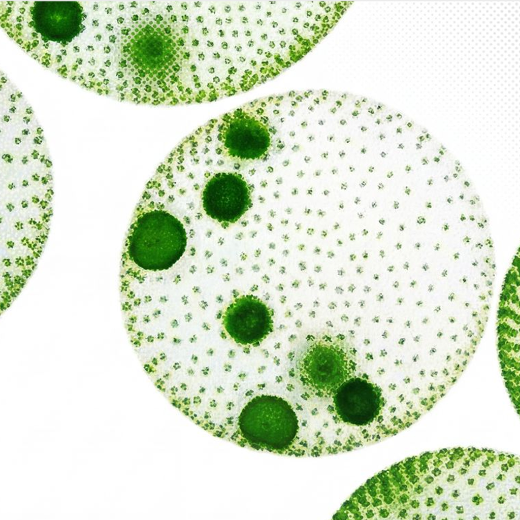Illustration of green speckled circular forms, used to accompany articles about gut health.