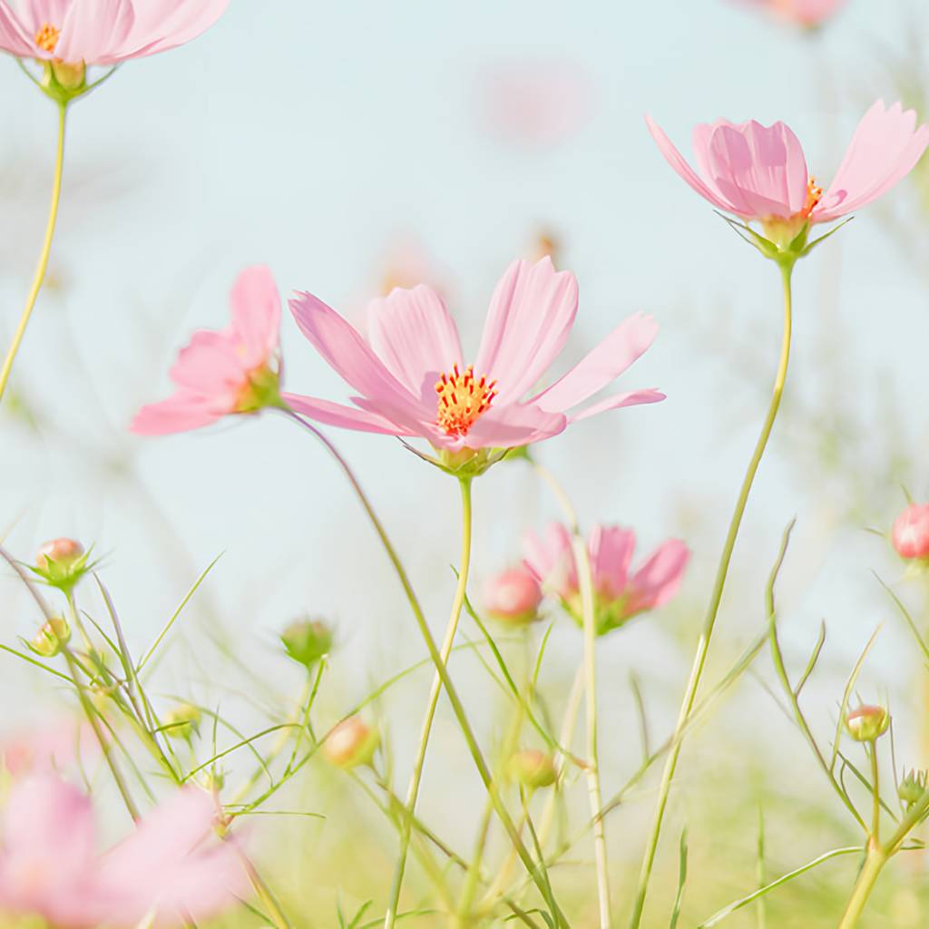 Pink cosmos flowers on slender green stems against a pale blue background.