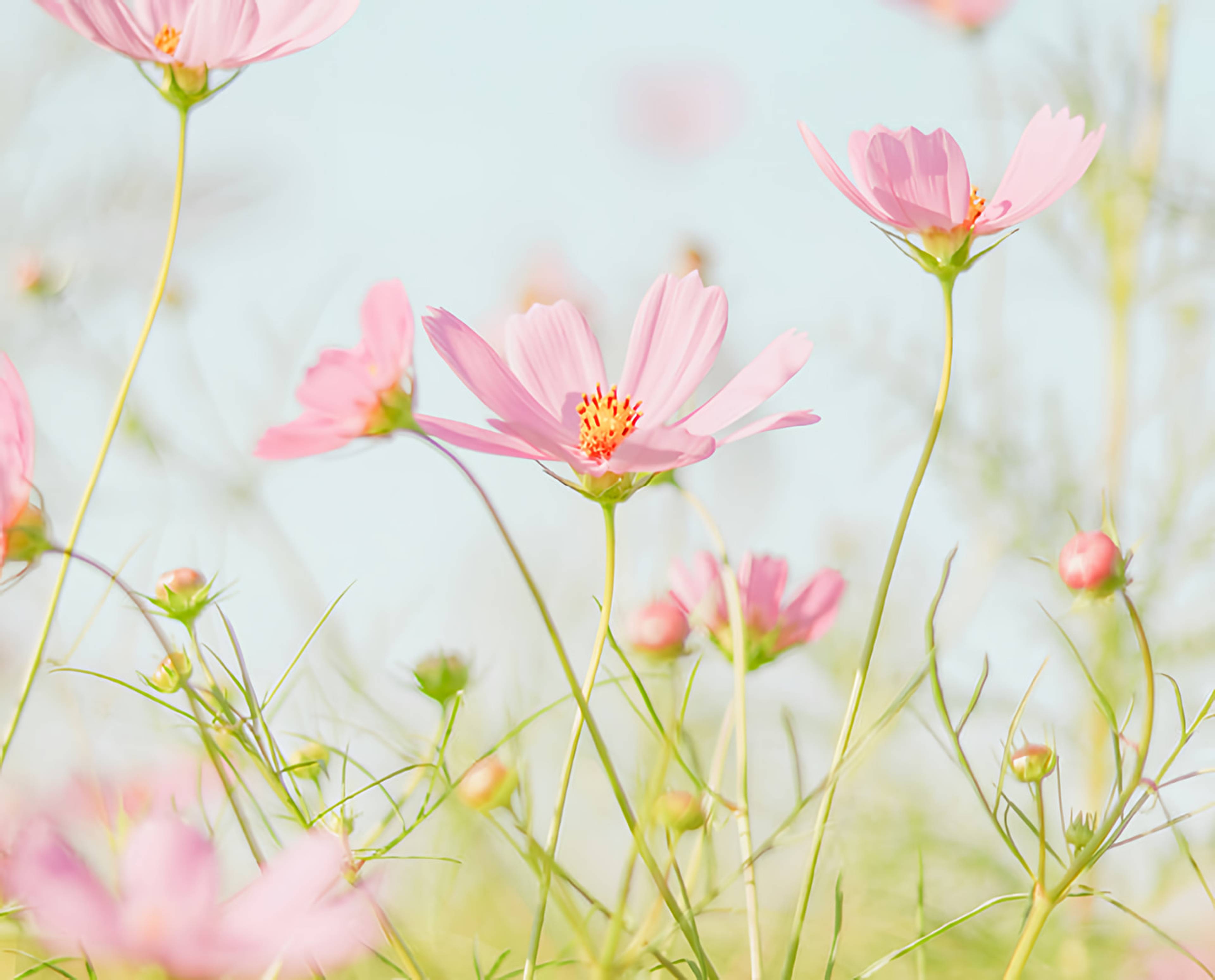 Pink cosmos flowers on slender green stems against a pale blue background.