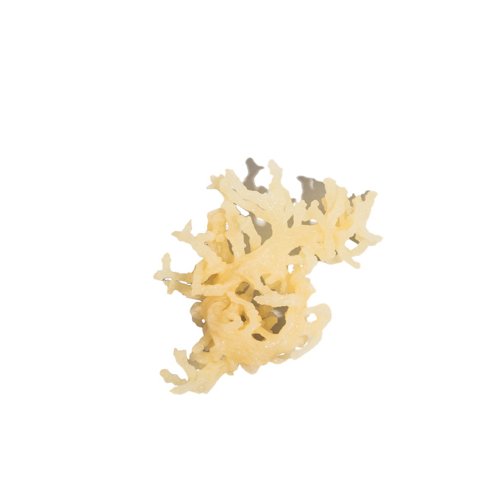 Pale yellow, branching seaweed-like specimen.