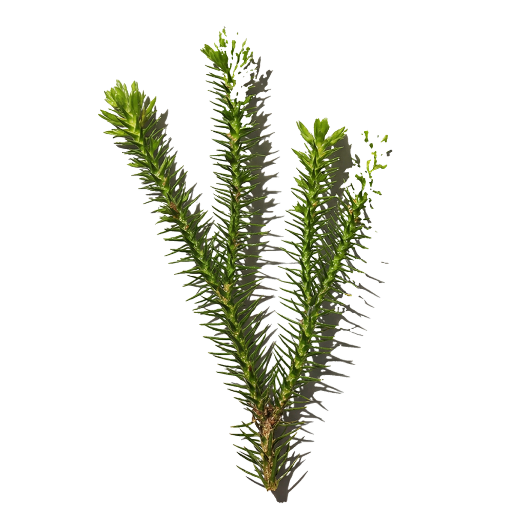 Green branching plant sprigs with narrow, densely spaced leaves.